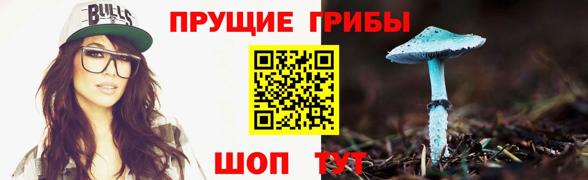 Псилоцибиновые грибы Psilocybe Вичуга